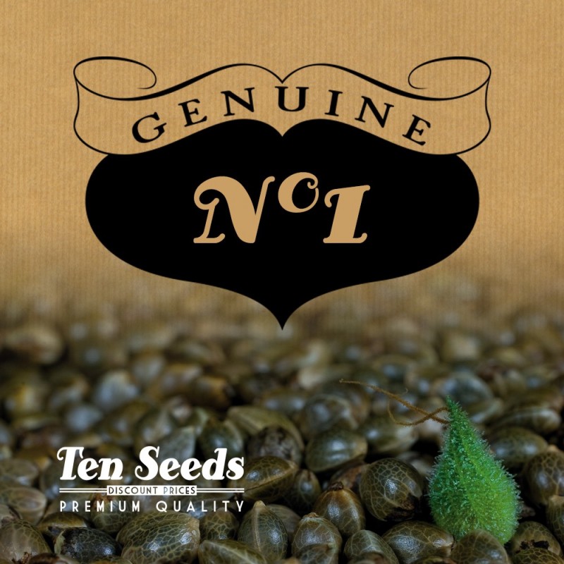 Ten Seeds - N°1 - Critical Flow