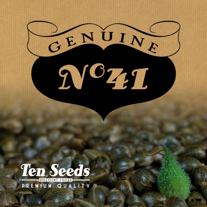 Ten Seeds - N°41 - Titanium Haze