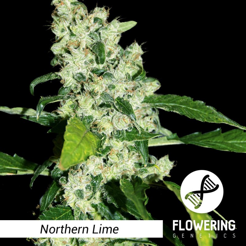 Flowering Genetics - Northern Lime