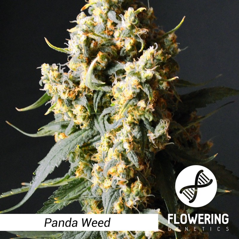 Flowering Genetics - Panda Weed