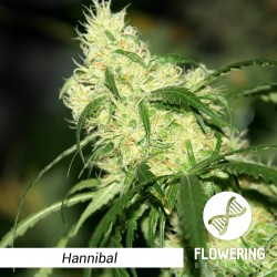 Flowering Genetics - Hannibal