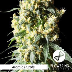 Flowering Genetics - Atomic Purple