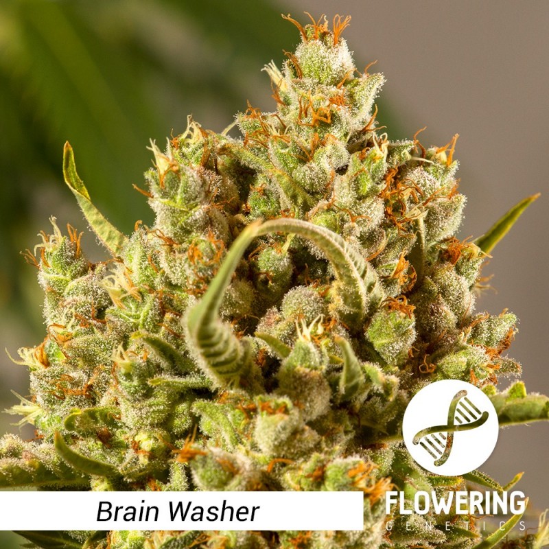 Flowering Genetics - Brain Washer