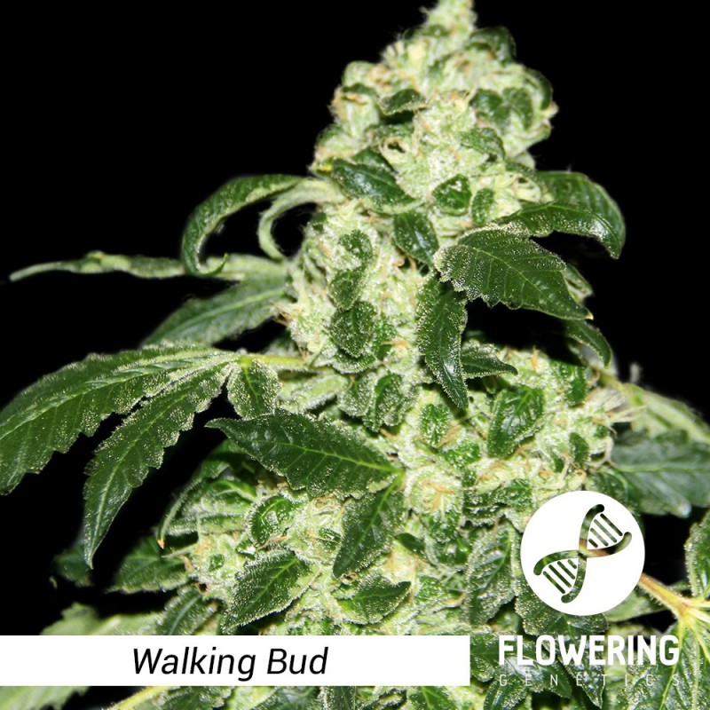 Flowering Genetics - Walking Bud