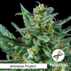 Amnesia Project (FAST VERSION)