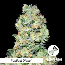 Rustical Diesel