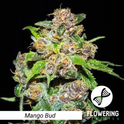 Mango Bud