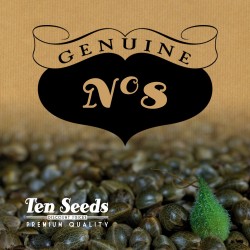 Ten Seeds - N°8 - Real Afghan