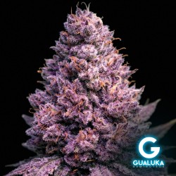 Tropicana Cherry Candy