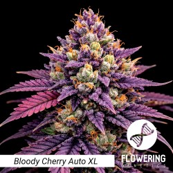 Bloody Cherry Auto XL
